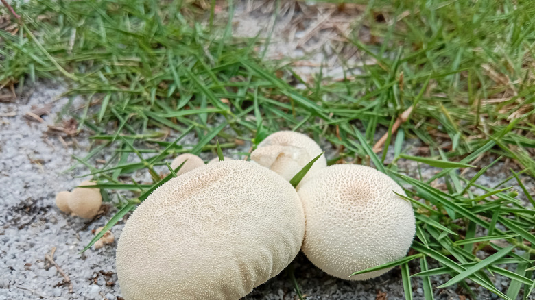 Cluster of puffballa growing on lawn
