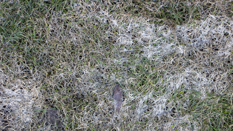 Snow mold on grass