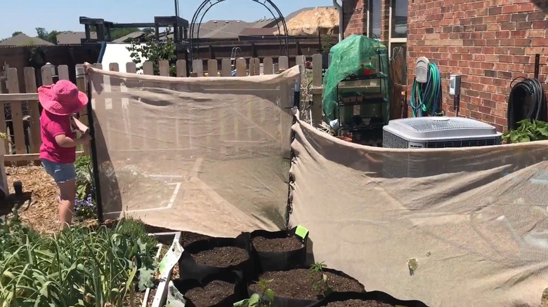 Woman erecting wind barriers around her plants