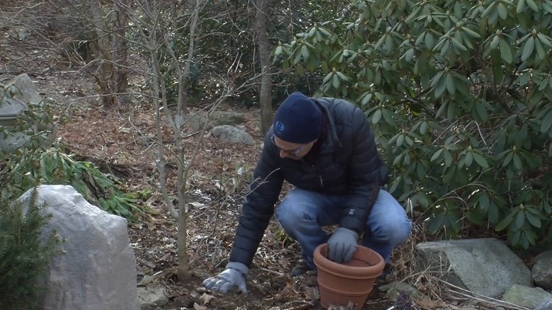 Man tamping down mulch around the root of a tree