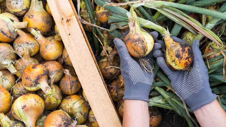 Hands looking at onion bulbs before storing them for winter