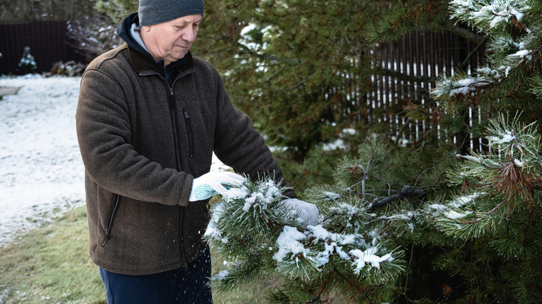 Man removing snow from a pine tree in his garden