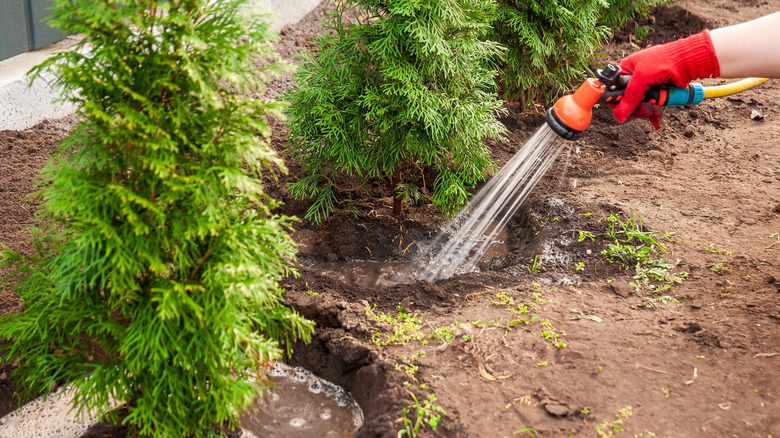 Gloved hands watering young evergreens in a garden