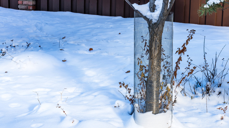 Mesh trunk protector wrapped around a tree in snowy weather
