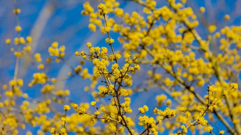 The yellow flowers on bare branches of a cornelian cherry