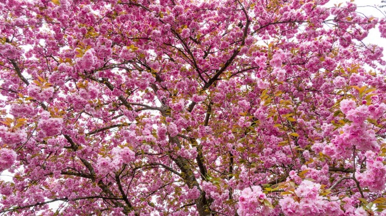 Stunning flowers on cherry blossom tree