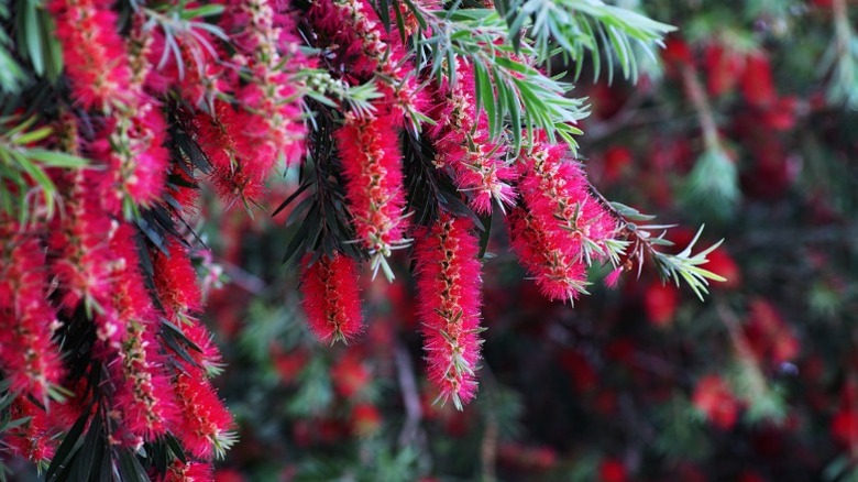 Cascading blooms of red bottlebrush tree