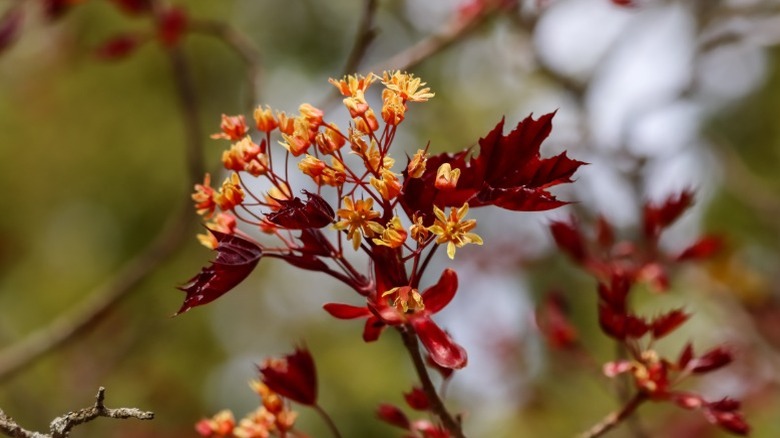 Clusters of red flowers on red maple