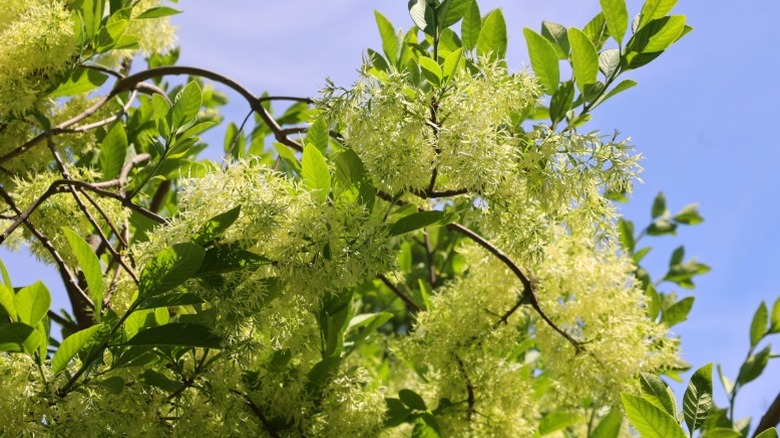 An underneath view of frilly flowers of fringetree