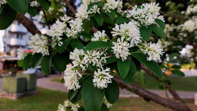 A closeup of flowers on seven son flower tree