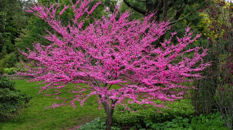 A full flowering eastern redbud