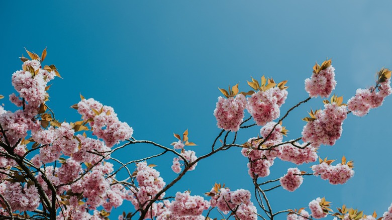 A closeup of a flowering tree with pink blossoms