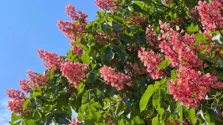 Big blooms on red horsechestnut tree
