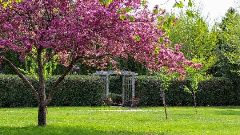 A mature crabapple as a landscape tree