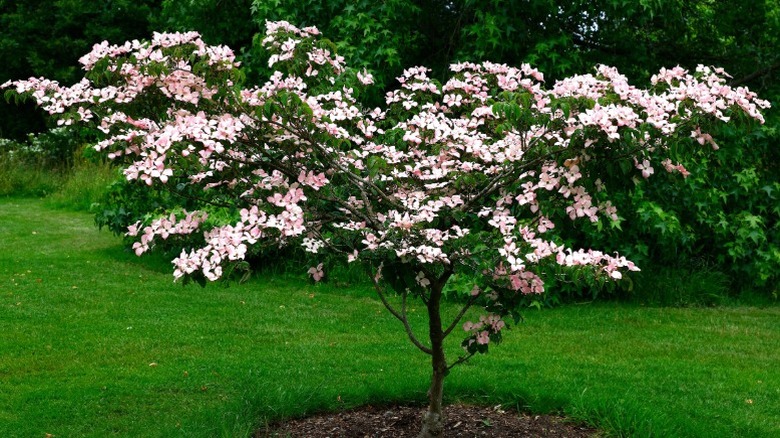 A small specimen flowering dogwood