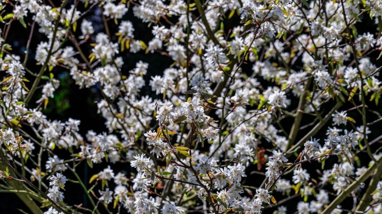 White blooms on downy serviceberry