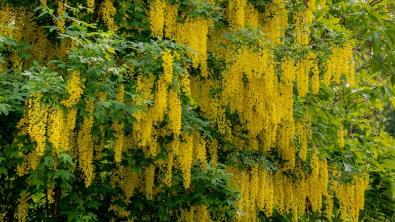 Yellow flowers dropping down from branches