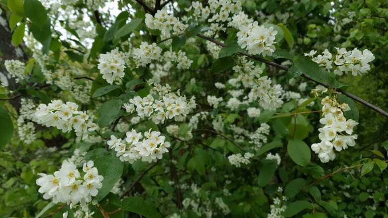 Dense white flower clusters on a chokecherry tree