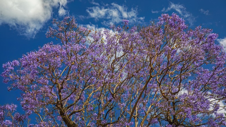 A brilliant purple jacaranda tree crown