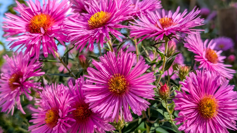 New England asters up close and grouped together in the light