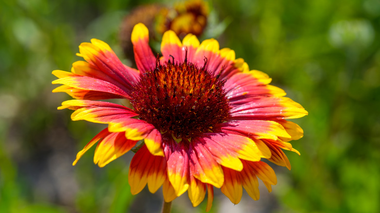 A close-up of a multi-colored blanket flower