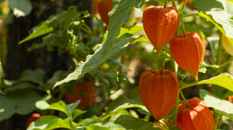Chinese lantern plants with the 'lanterns' on full dislpay