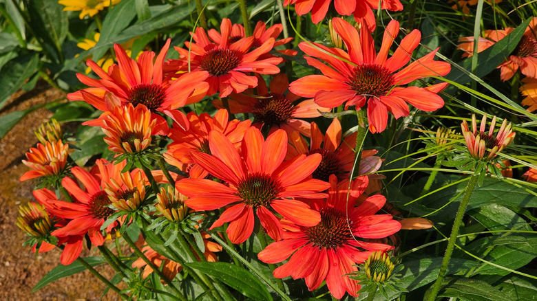 bright orange coneflowers outside