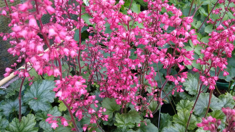 a close-up of coral bells, focusing on the pink flowers rather than the rich green foliage