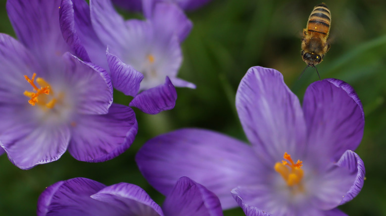 A close-up of purple crocuses with a bee flying towards them