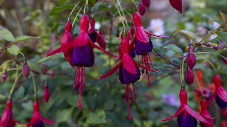 Dark red and purple fuchsias hanging down from a plant