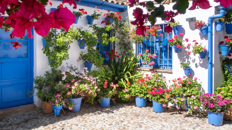 potted and hanging plants on a patio made of stone in cement against a white and blue house