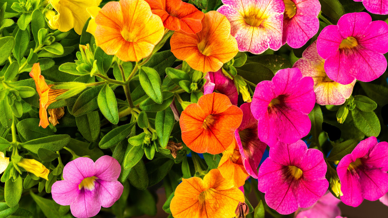 Orange and pink million bells flowers up close