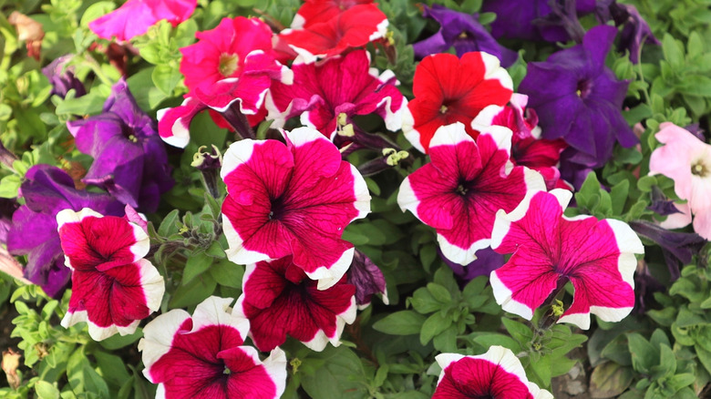 Mixed color petunias in pink, red, purple, and white