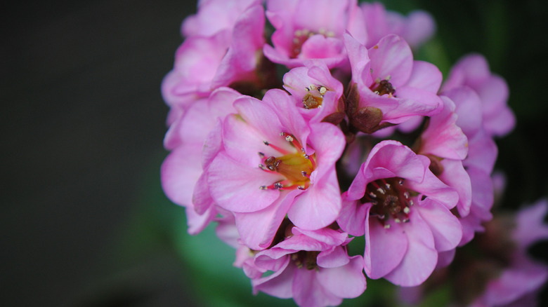 A close up of pink pigsqueak flowers