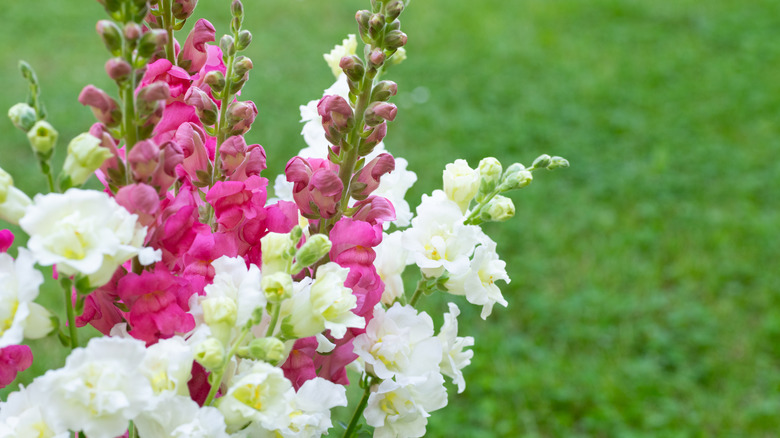 white and pink snapdragons in front of a rich green background