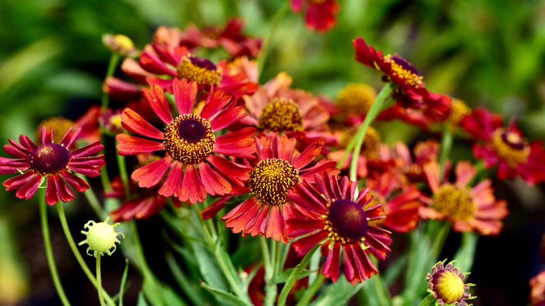 Red sneezeweed found outside in a garden