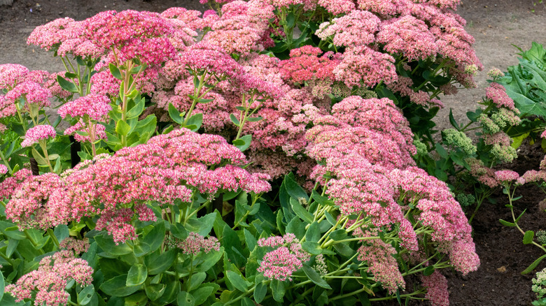 dozens of pink stonecrops growing outside