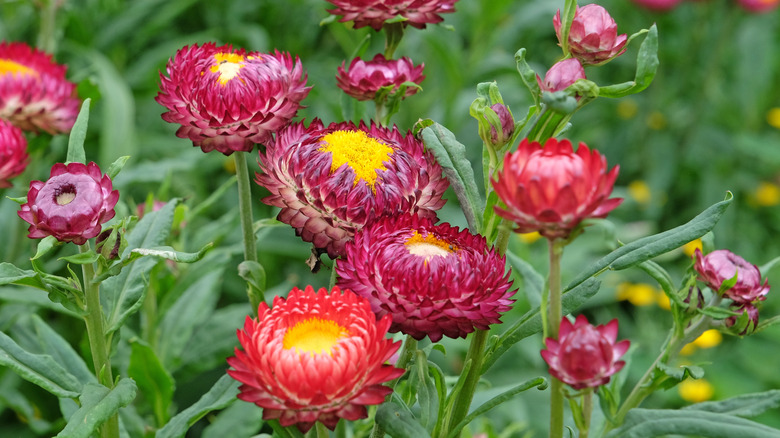 pink, red, and maroon strawflowers with bright yellow centers