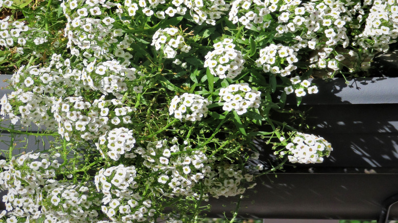 A close up of dozens of bunches of sweet alyssum on a plant