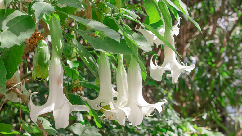 White angel trumpet flowers