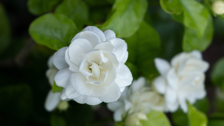 Three arabian jasmine flowers
