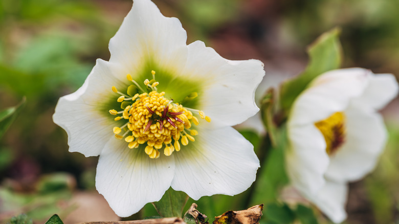 Two black hellebore flowers