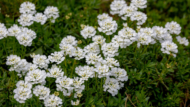 Evergreen candytuft growing on a bush