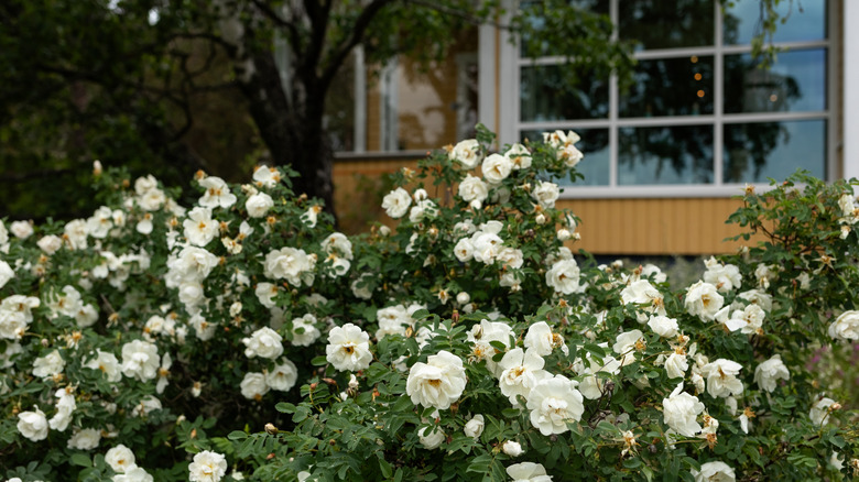 White flower bush in front of brick house