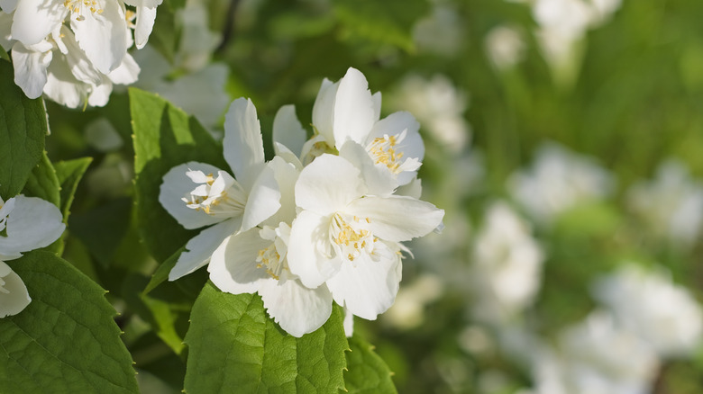 Clusters of white mock orange flowers