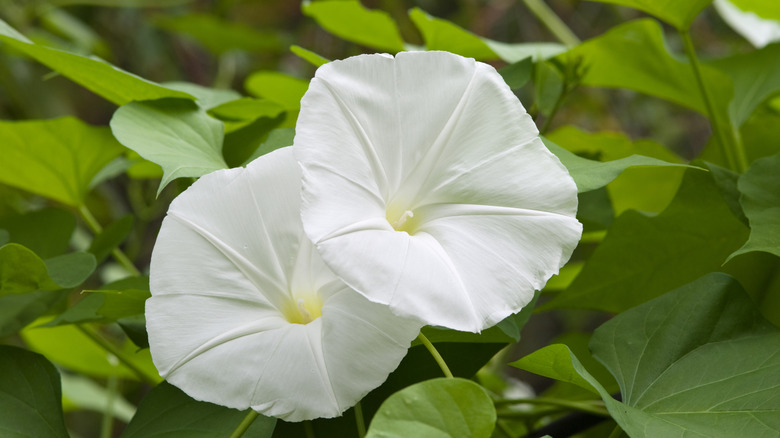 Two white morning glories