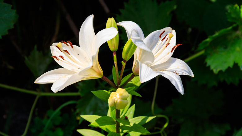 Two oriental lilies on foliage