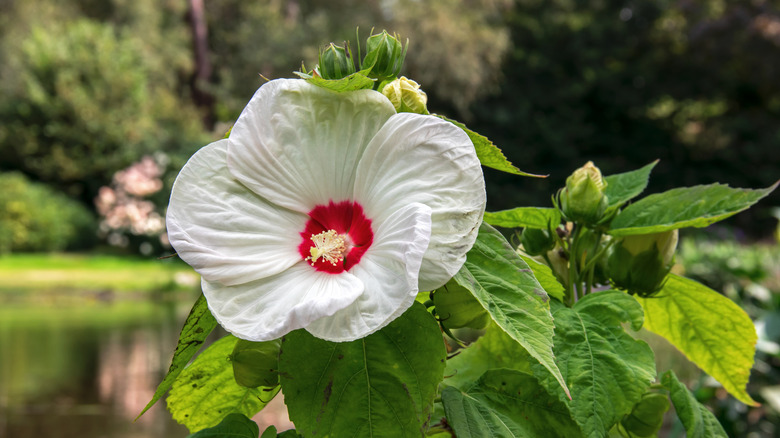 White flower with red center
