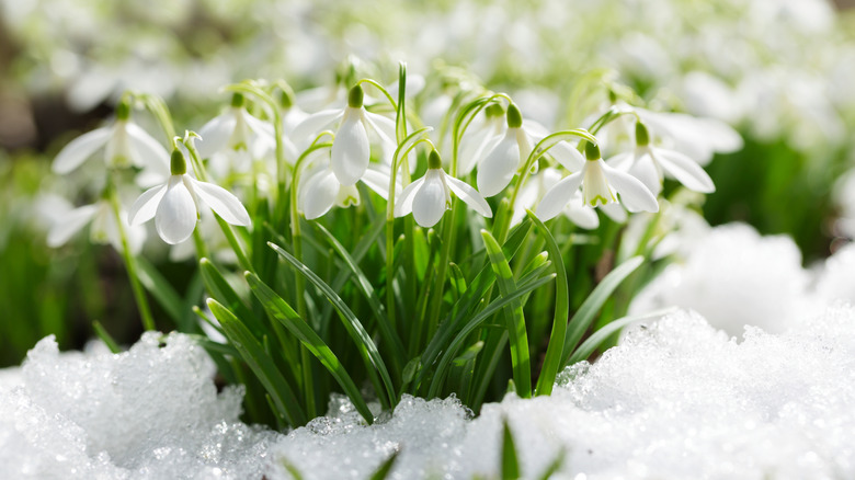 Snowdrops on a snowy ground