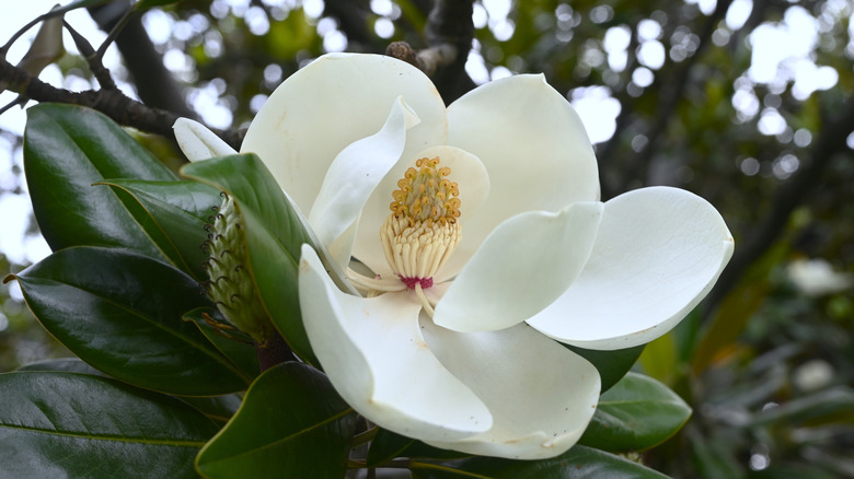 White magnolia on tree branch